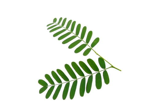 Green leaf on white background. Plant with green leaves photo