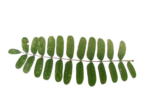 Green leaf on white background. Plant with green leaves photo