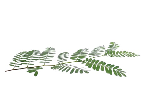 Green leaf on white background. Plant with green leaves photo