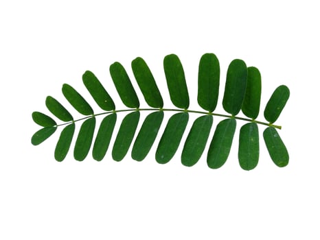 Green leaf on white background. Plant with green leaves photo