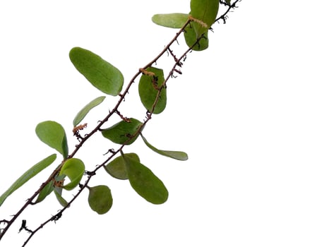 Dragon scales or Pyrrosia piloselloides on white background. Green plant hanging photo