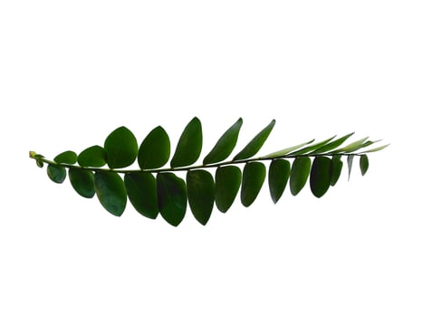 Green plant or green leaves Isolated on white background photo