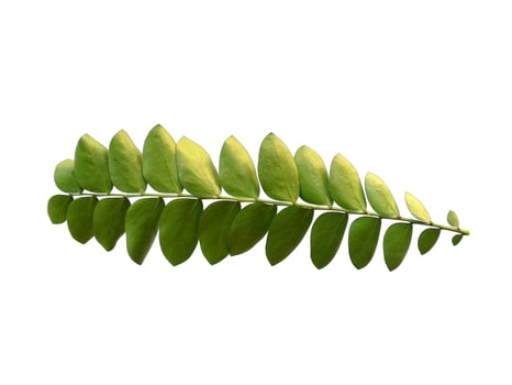 Green plant or green leaves Isolated on white background photo