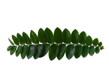 Green plant or green leaves Isolated on white background photo