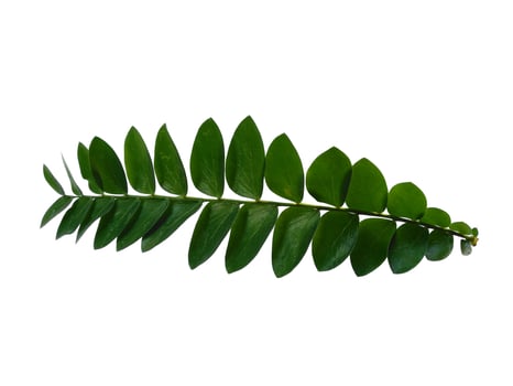 Green plant or green leaves Isolated on white background photo