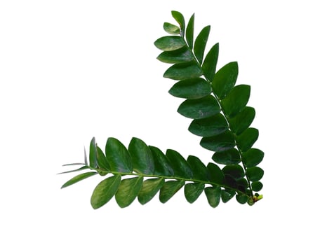 Green plant or green leaves Isolated on white background photo