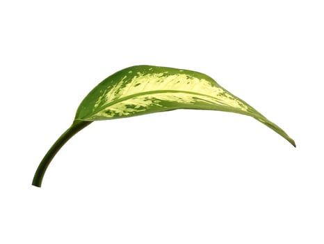 Aglaonema leaf on white background photo