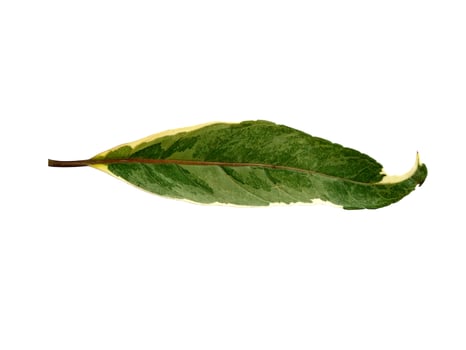 Green leaf isolated on white background photo