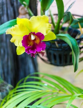 Cattleya orchid yellow. photo