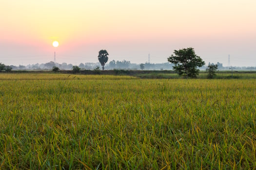 Sunday morning in rice. photo