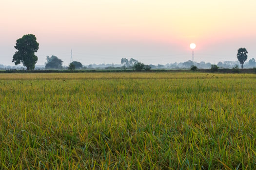 Sunday morning in rice. photo