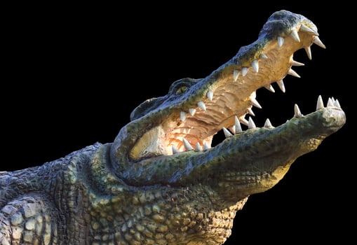 Isolate crocodile agape. photo