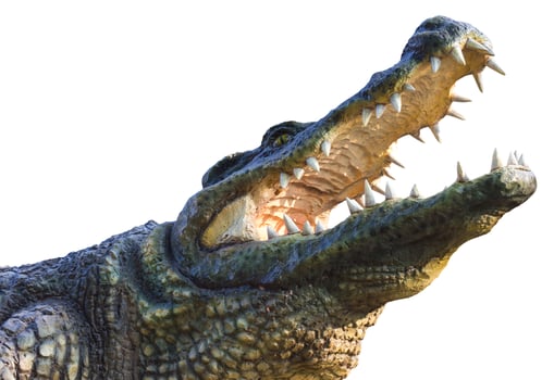 Isolate crocodile agape. photo