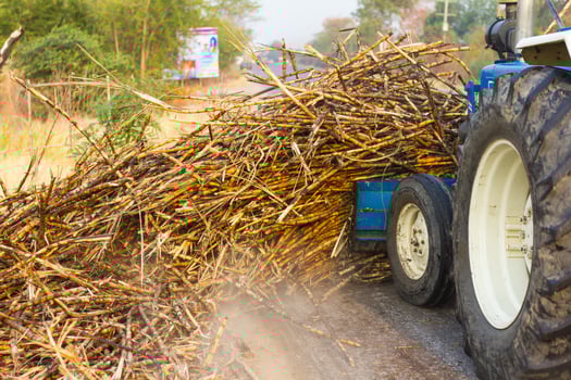 Tractors grade scrap cane wayside. photo