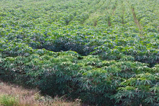 Cassava leaf green background. photo
