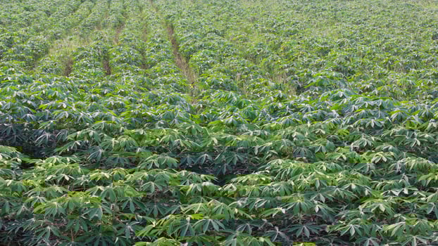 Cassava leaf green background. photo