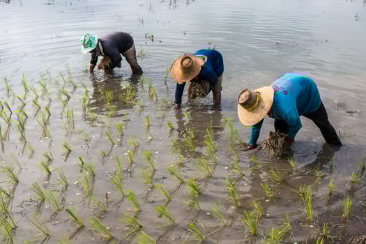 Farmers planting rice seedlings. photo