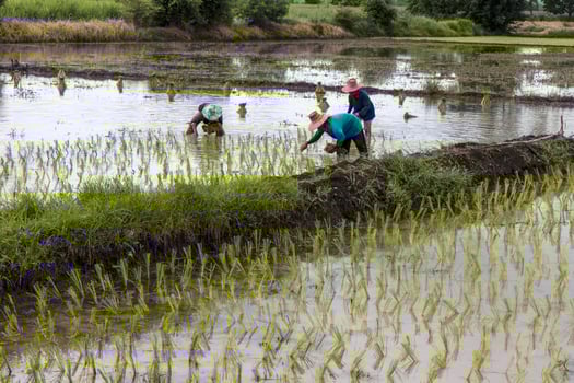 Transplant rice seedlings. photo