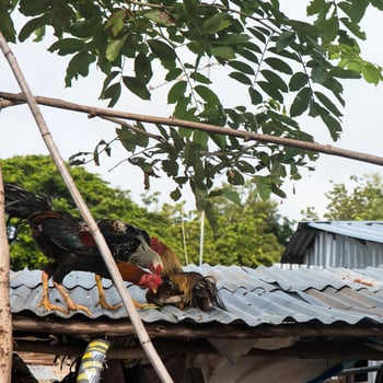 Gamecocks Thailand Tin Roof. photo