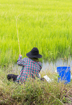 Green rice angler. photo