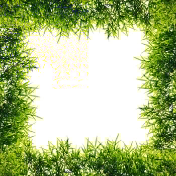 Isolate Frame bamboo leaves. photo