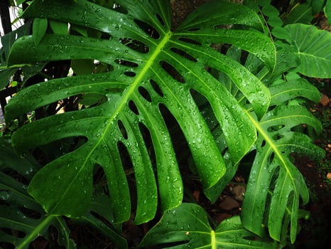 giant green monstera and background geen  fresh photo