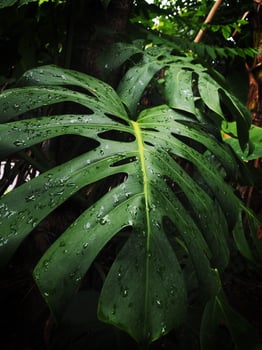 giant green monstera and background geen  fresh photo