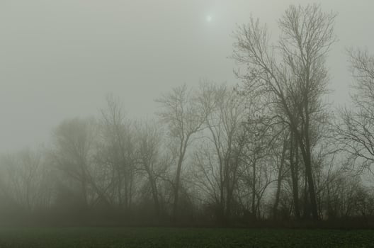 fog with trees and sun photo