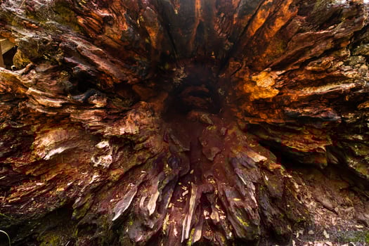 Textures of the Giant Tingle of Warpole photo
