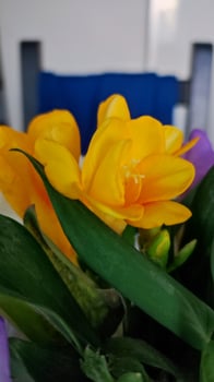 Bouquet of Freesia Flowers in a glass pot against a green backdrop. photo