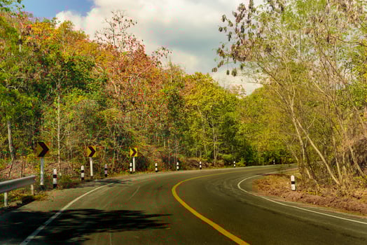 Road and forest color  on both sides photo
