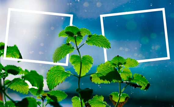 mint on blue background photo