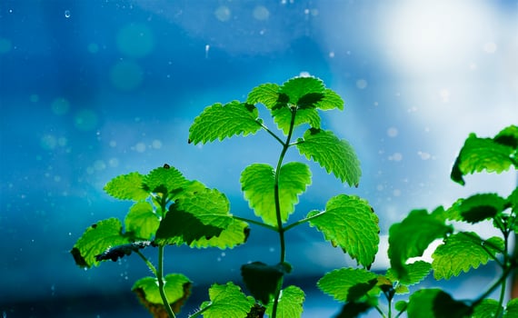 mint on blue background photo