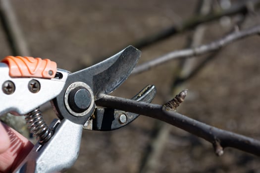 Seasonal pruning of branches on fruit trees with secateurs. Work in the garden. photo