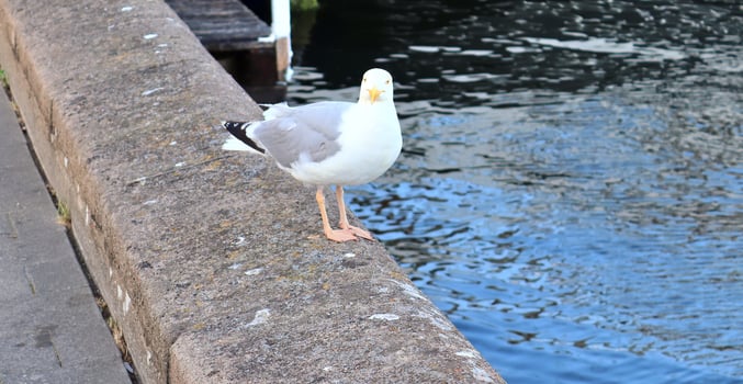 Hungry sea gull at a quay wall of the port in Kiel Germany. photo