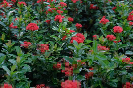 Saraca asoca or Ixora Flower - The ashoka is a rain-forest tree. Red asoka flowers bloom in the garden photo
