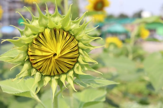 A young Sunflower and blur background. photo