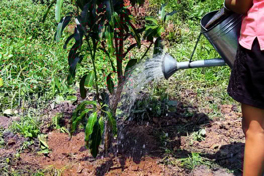Young girl planting and watering a mango tree photo