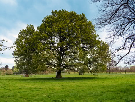Oak tree in a park with fresh spring leaves photo