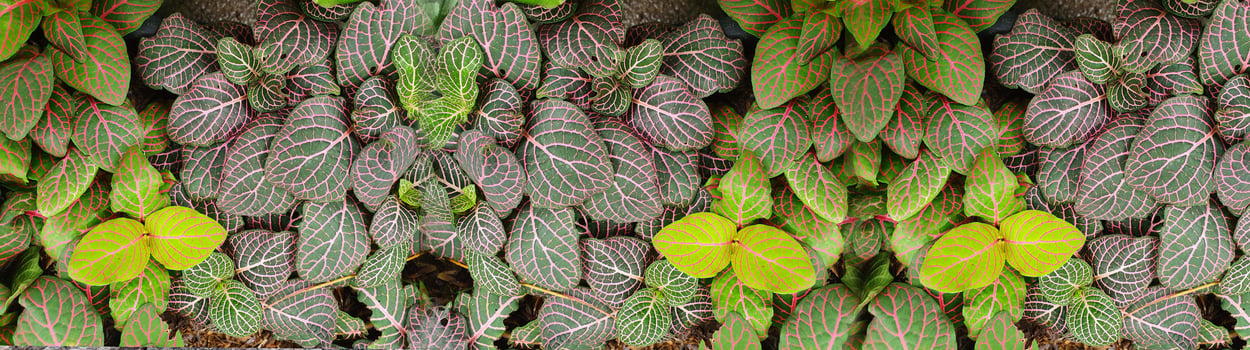 Panorama with leaves. Ornamental plant in the garden. Small green leaves texture background photo