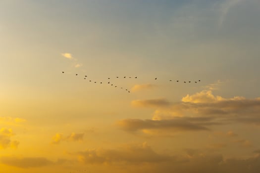 Beautiful sunset with bird group evening clouds sky with dramatic light for background photo