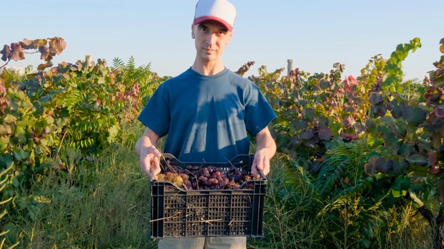Young male farmer works in the vineyard in sunny summer day photo