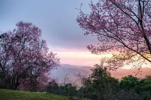 Sunrise over Wild Himalayan Cherry tree blooming in garden on springtime photo
