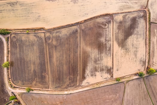 Top view of cultivated soil rice field plantation pattern with plowing for cultivation and flock of birds flying photo