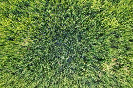 Top view close up of Green rice paddy field, farming cultivation in agricultural land at countryside photo