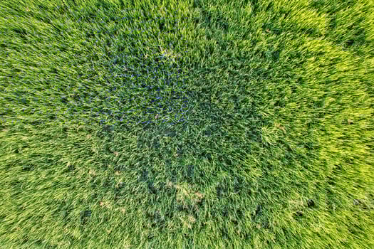 Top view close up of Green rice paddy field, farming cultivation in agricultural land at countryside photo