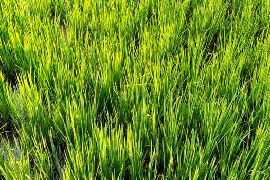 Rice paddy field with green leaf growing in plantation photo