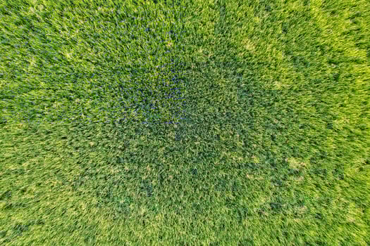 Top view close up of Green rice paddy field, farming cultivation in agricultural land at countryside photo