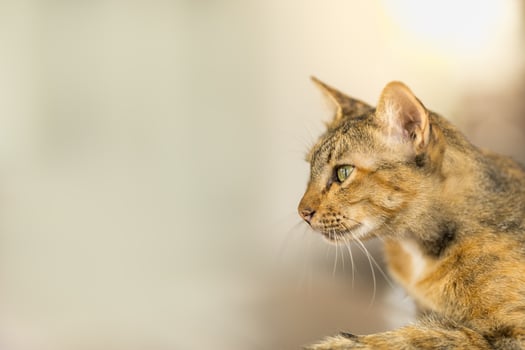 Close up of short hair brown cat looking to left side with copy space.  Using as animal and wildlife back ground or wallpaper concept photo