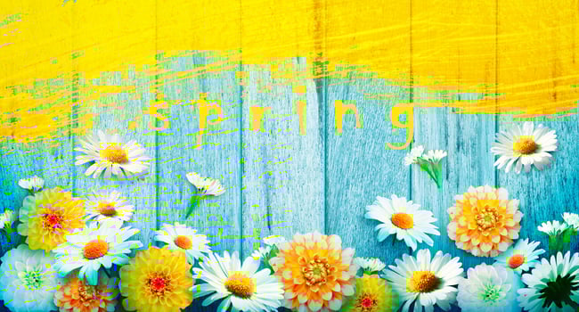 Flowers and herbs with word spring. Creative floral composition. photo
